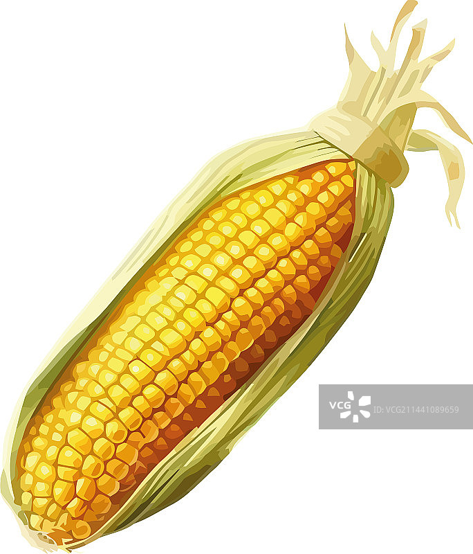 成熟的甜玉米棒子图片素材