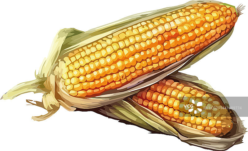 金色玉米设计图片素材