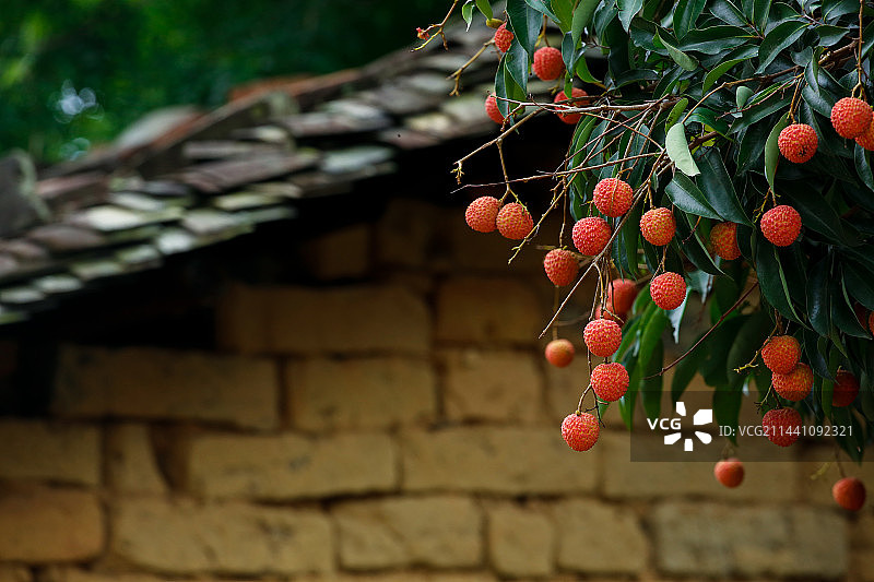 荔枝红了图片素材