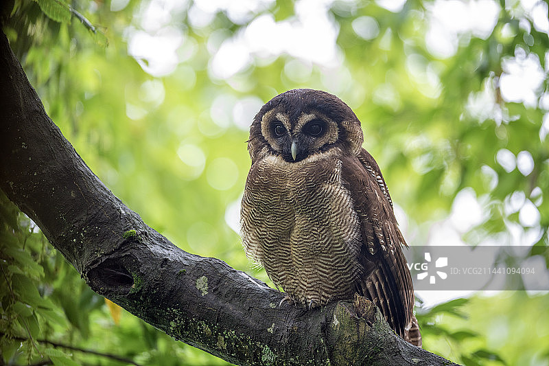 褐林鸮图片素材