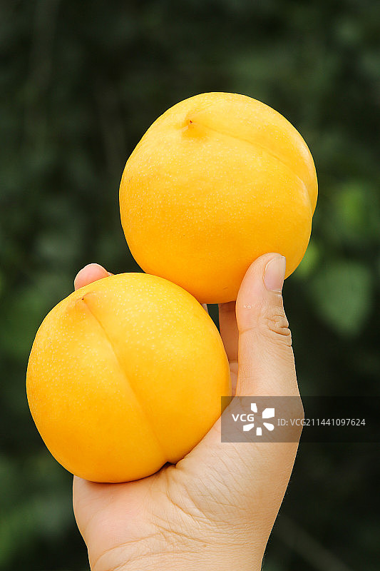 手里拿着黄油桃图片素材