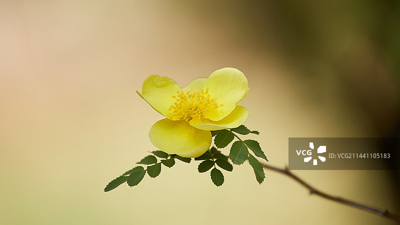 黄刺玫特写图片素材