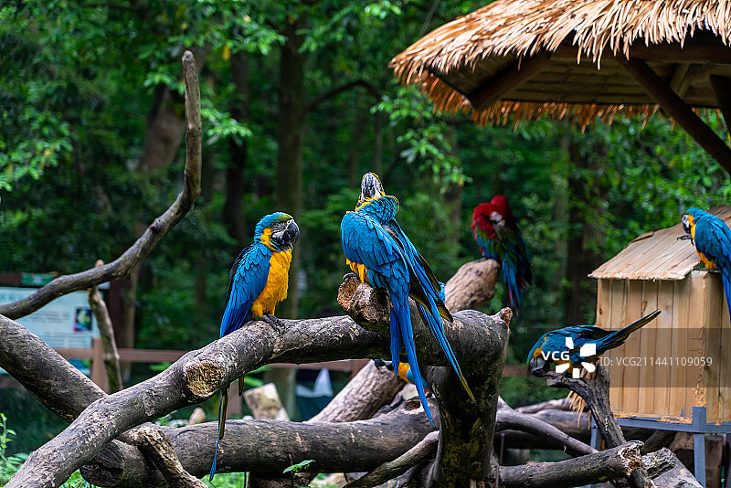 杭州动物园鹦鹉图片素材