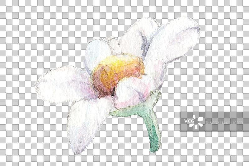 水彩手绘清新植物白色小菊花花冠特写图片素材