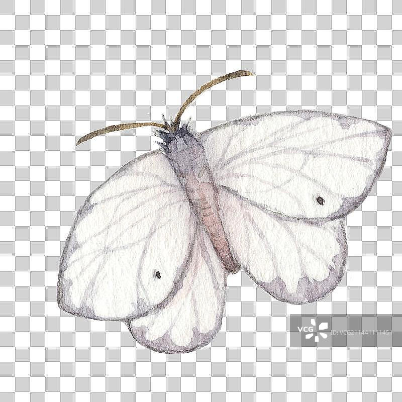 水彩手绘一只飞蛾节肢动物门蝴蝶正面特写图片素材