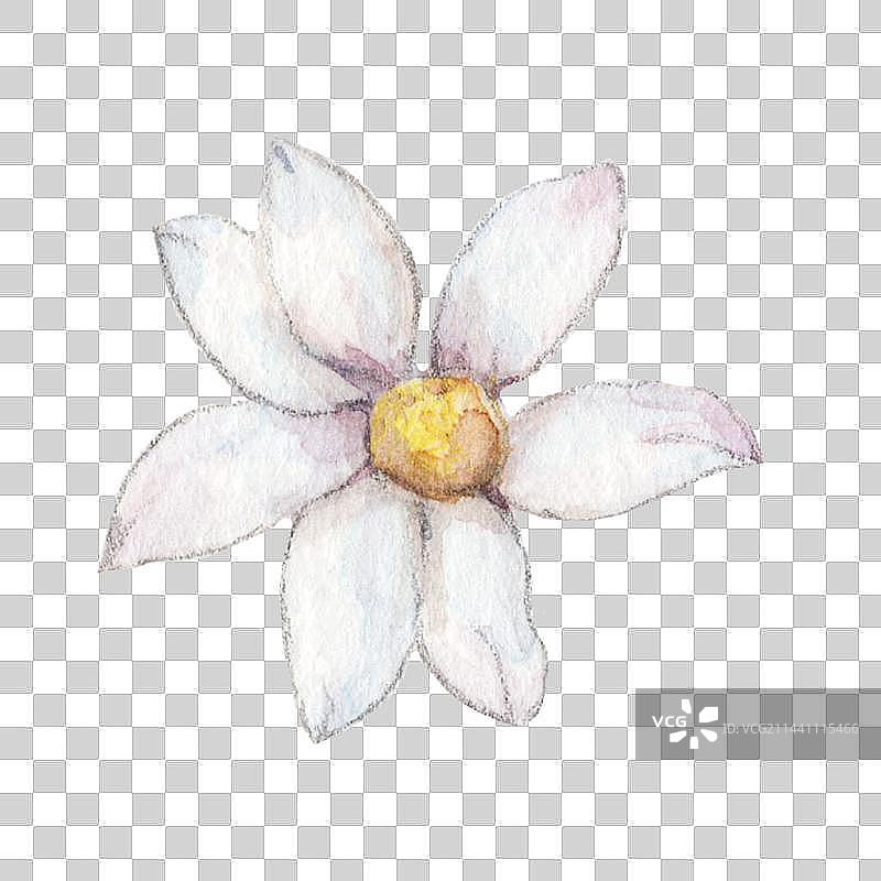 水彩手绘一朵白色野生菊花图片素材