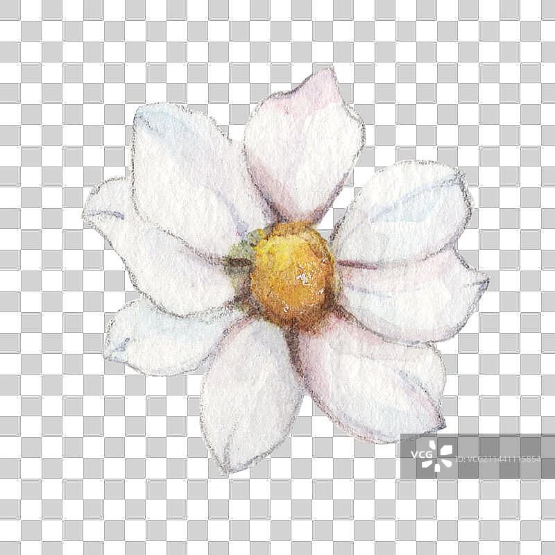 水彩手绘一朵白色菊花正面特写图片素材