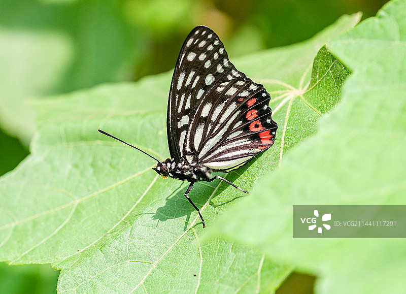 黑脉蛱蝶图片素材