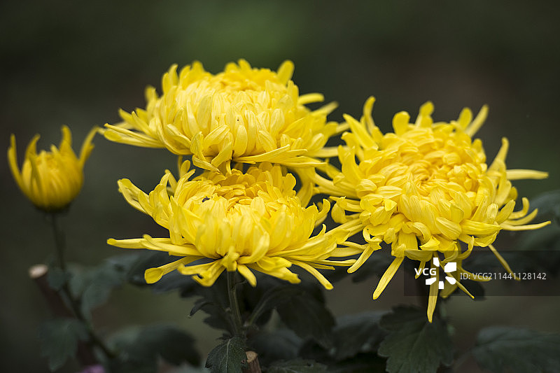 秋天的菊花特写图片素材
