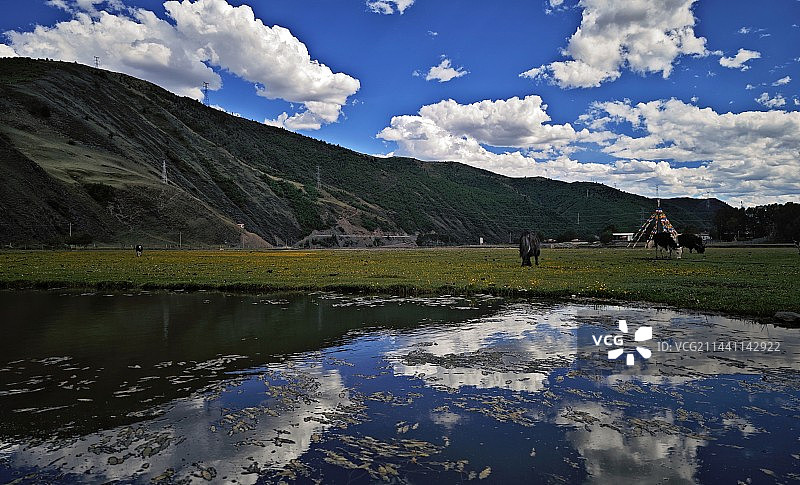 草原牛场图片素材