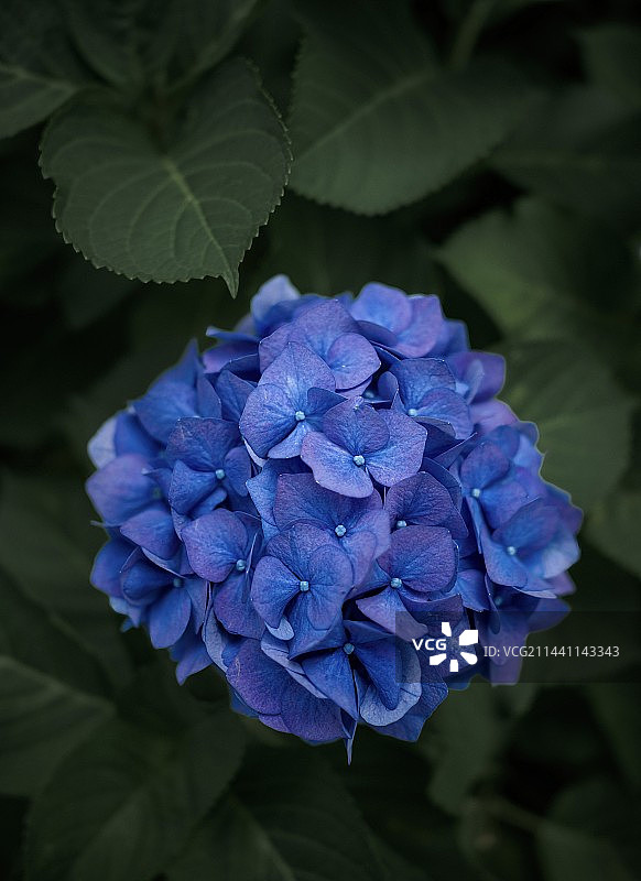 紫阳花开图片素材