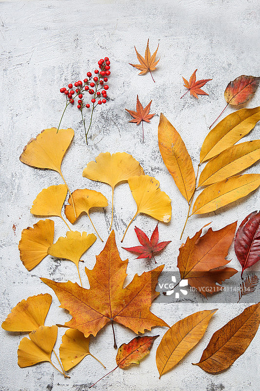 秋天的各种树叶集合图片素材