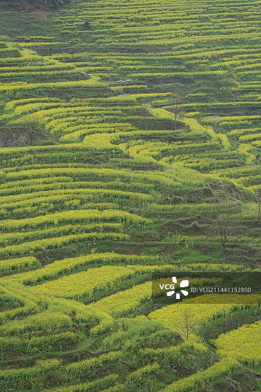 篁岭、江岭的油菜花，最美的四月婺源图片素材