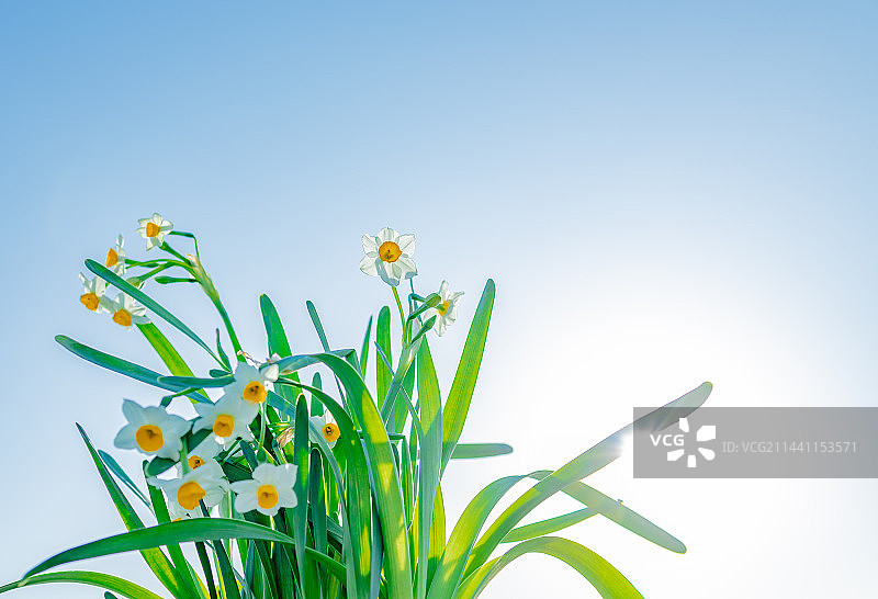 水仙花图片素材