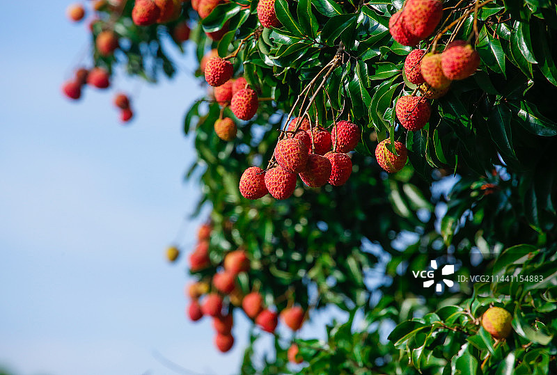 荔枝红了图片素材