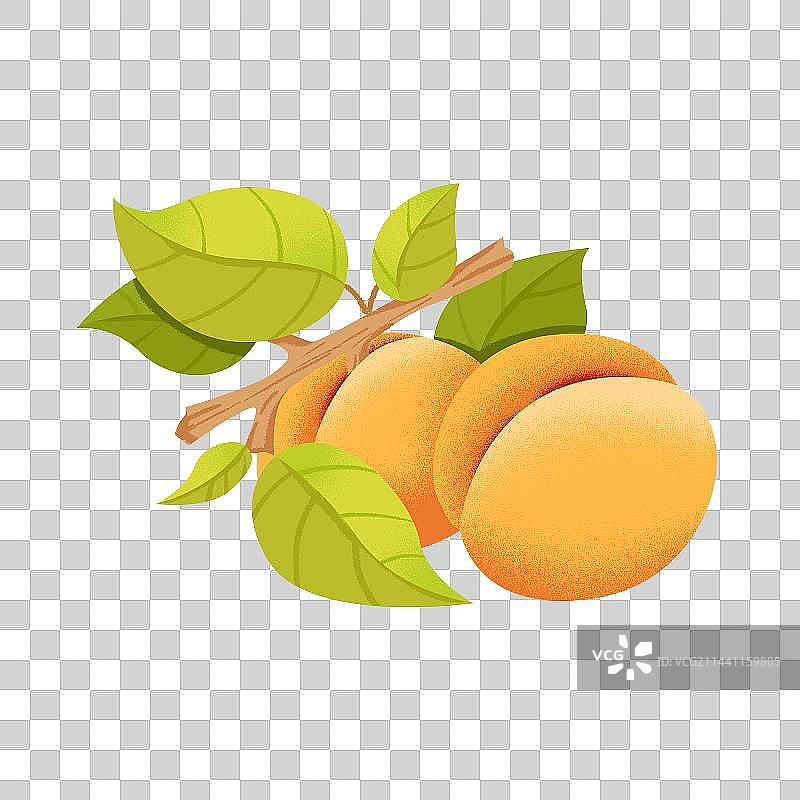 手绘水果杏素材图片素材