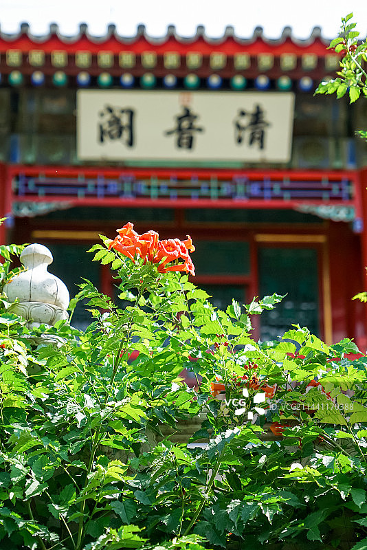 陶然亭公园清音阁与凌霄花图片素材