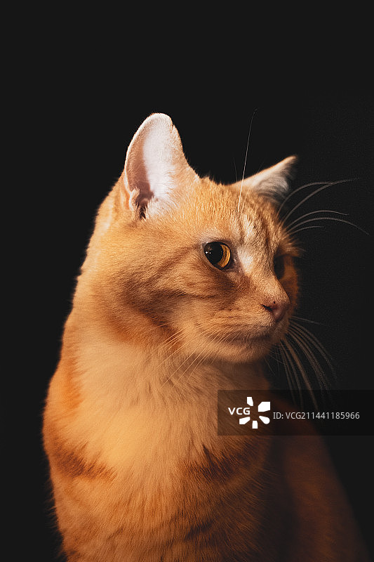 宠物猫白色橘色图片素材