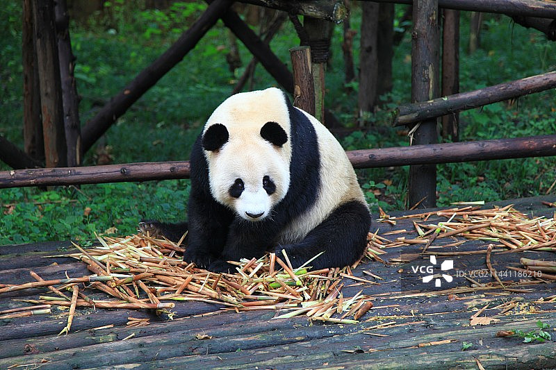 熊猫正面照图片素材