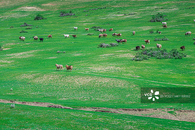 新疆乌鲁木齐南山牧场 景区 蓝天白云草原图片素材