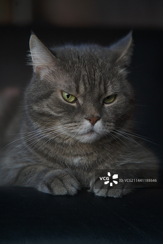 宠物猫白色橘色图片素材