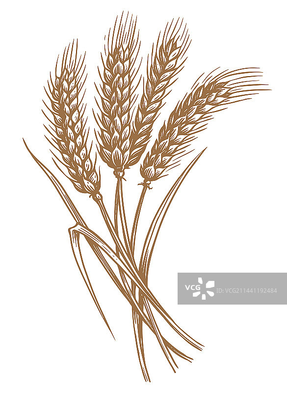 带有谷物有机小麦穗图片素材