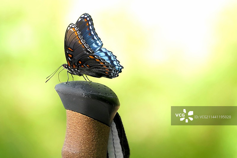 微距镜头拍昆虫世界图片素材
