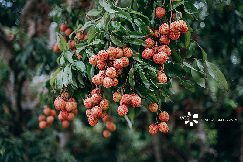 郁南东坝状元红荔枝图片素材