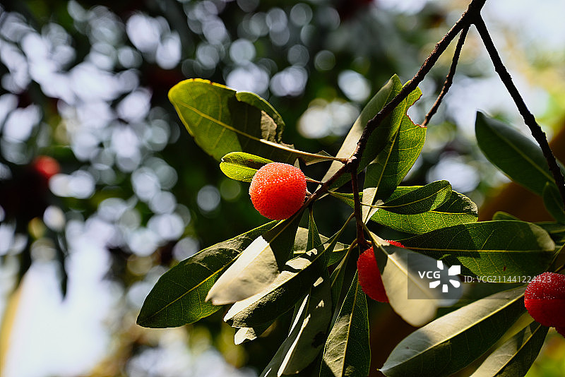 湖滏杨梅图片素材