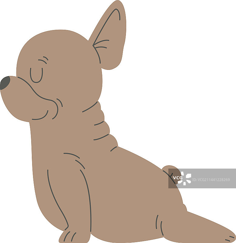 法国斗牛犬伸展运动图片素材