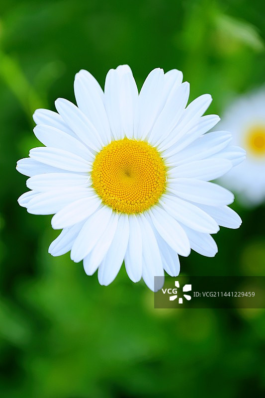 小雏菊图片素材