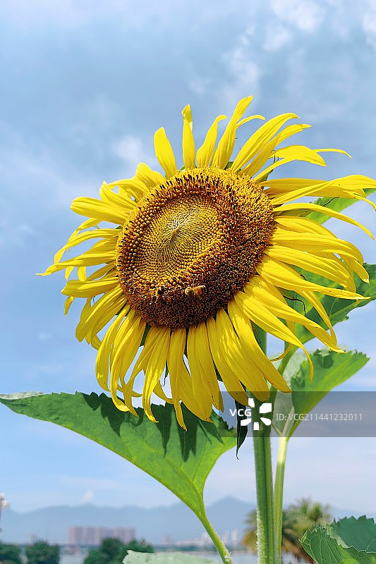 向阳花图片素材