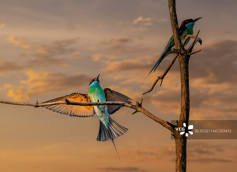 蓝喉蜂虎图片素材