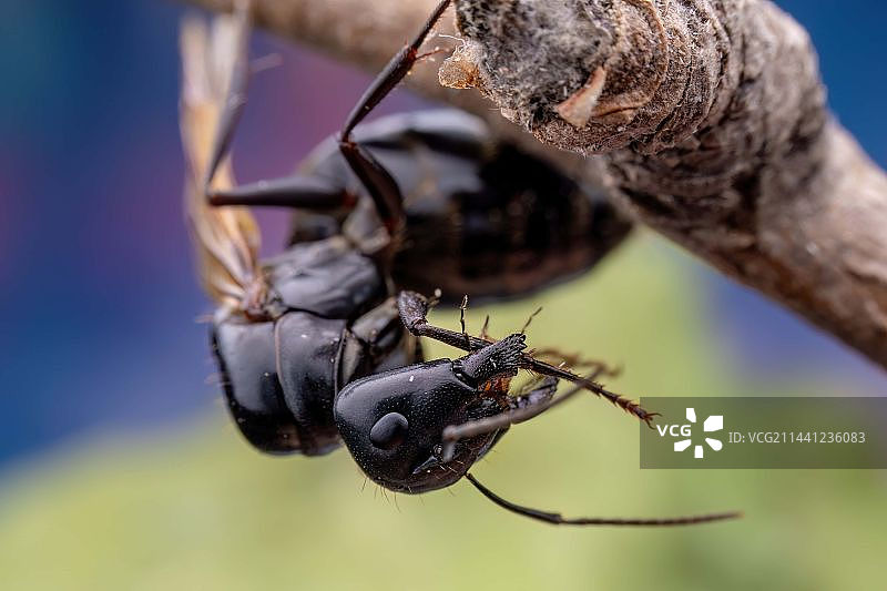 带翅膀的弓背蚁图片素材