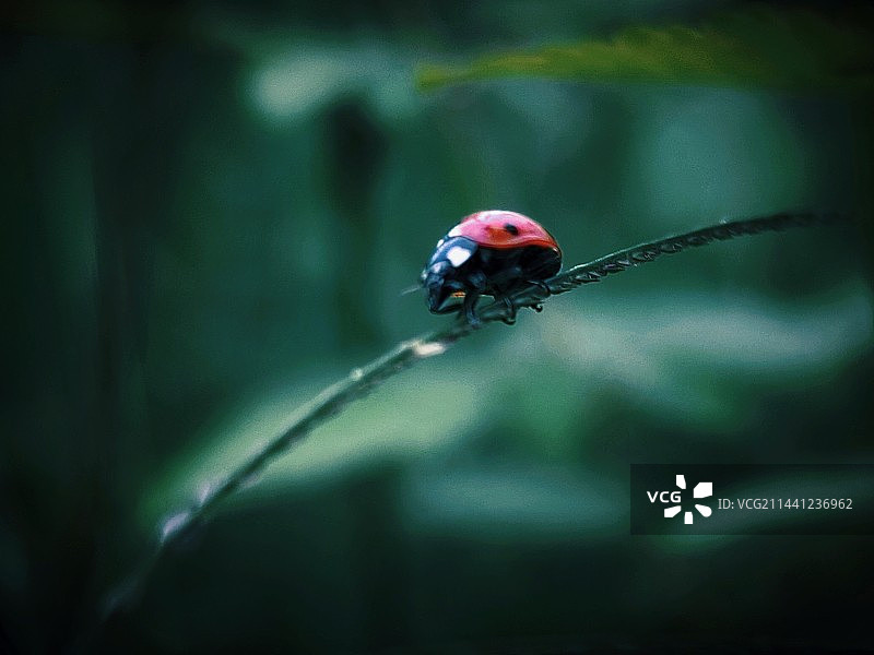 七星瓢虫图片素材