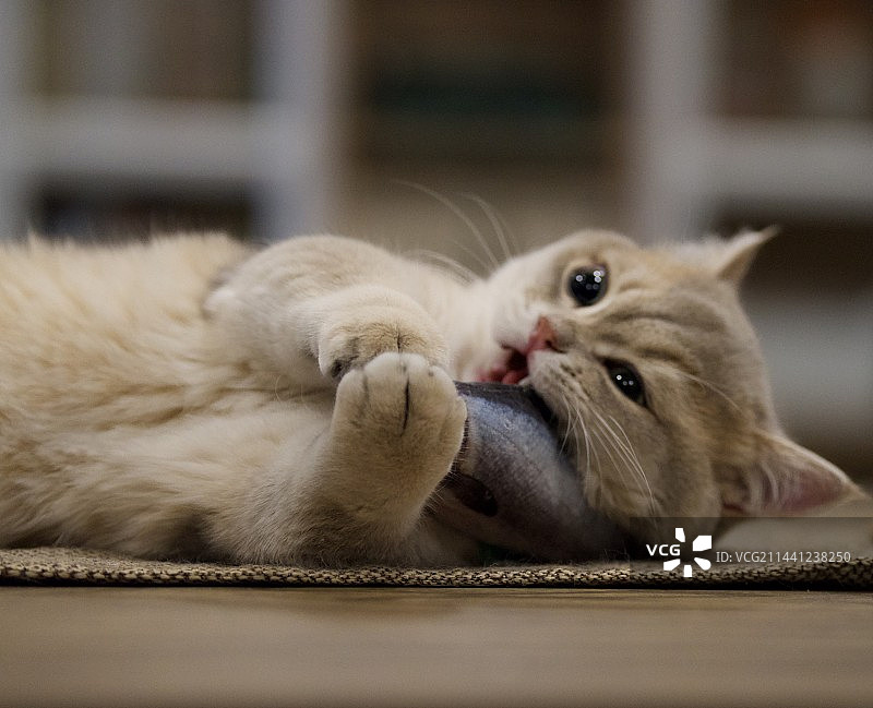 小猫咪啃鱼图片素材