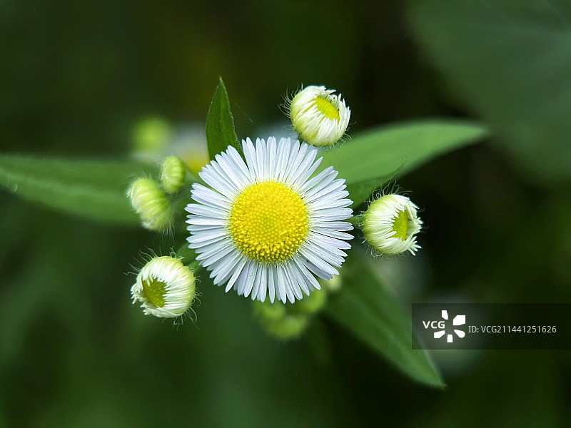 野菊花图片素材