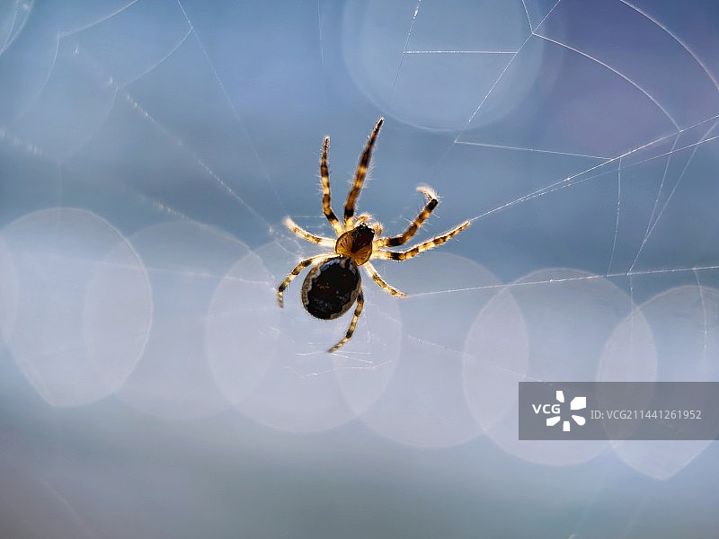 网上蜘蛛图片素材