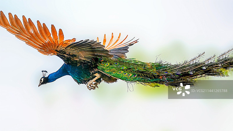 孔雀东南飞图片素材