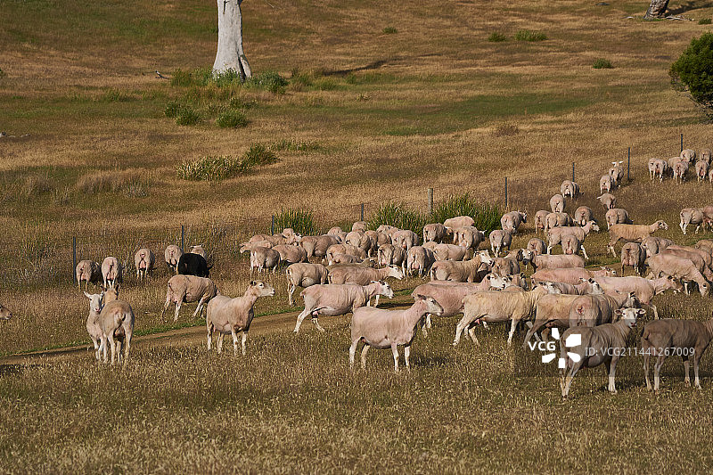 农场里的羊群图片素材