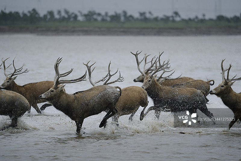在大丰滩涂湿地保护区内，拥有众多自然资源，麋鹿湿地国家自然保护区使江苏省沿海滩涂湿地闻名世界。图片素材