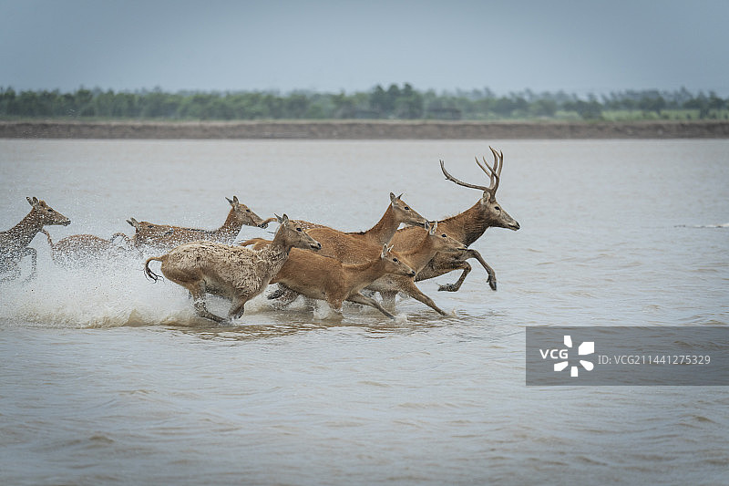 在大丰滩涂湿地保护区内，拥有众多自然资源，麋鹿湿地国家自然保护区使江苏省沿海滩涂湿地闻名世界。图片素材