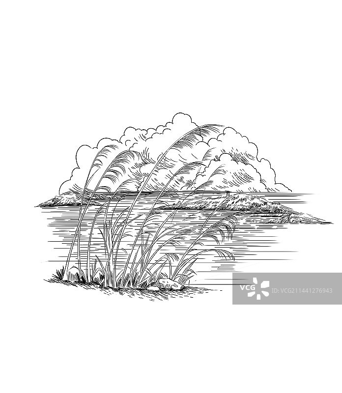 线描芦苇图片素材