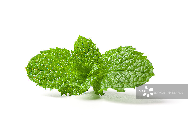 白色背景上的薄荷叶图片素材