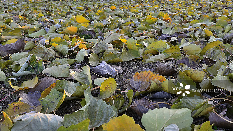 田间干叶的高角度观察图片素材