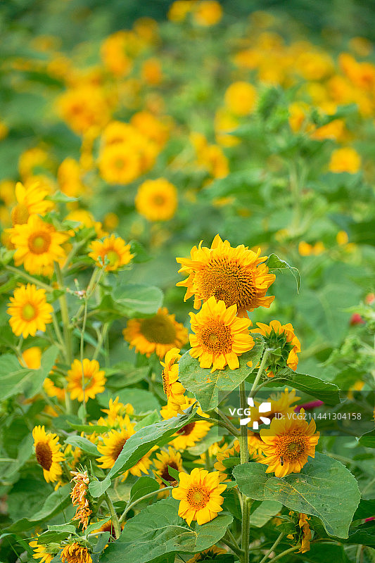 成都非遗博览园向日葵图片素材