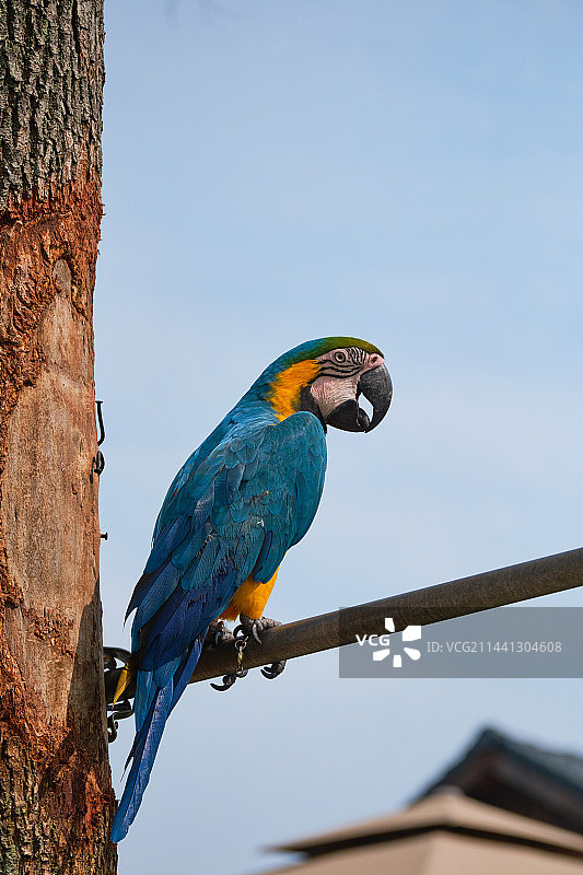 鹿森堡庄园鹦鹉图片素材