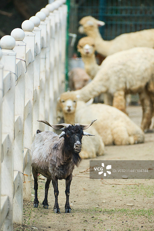 成都非遗博览园鹿森堡庄园山羊图片素材