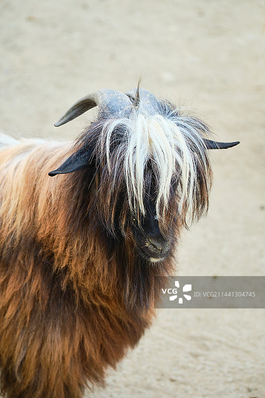 成都非遗博览园鹿森堡庄园山羊图片素材