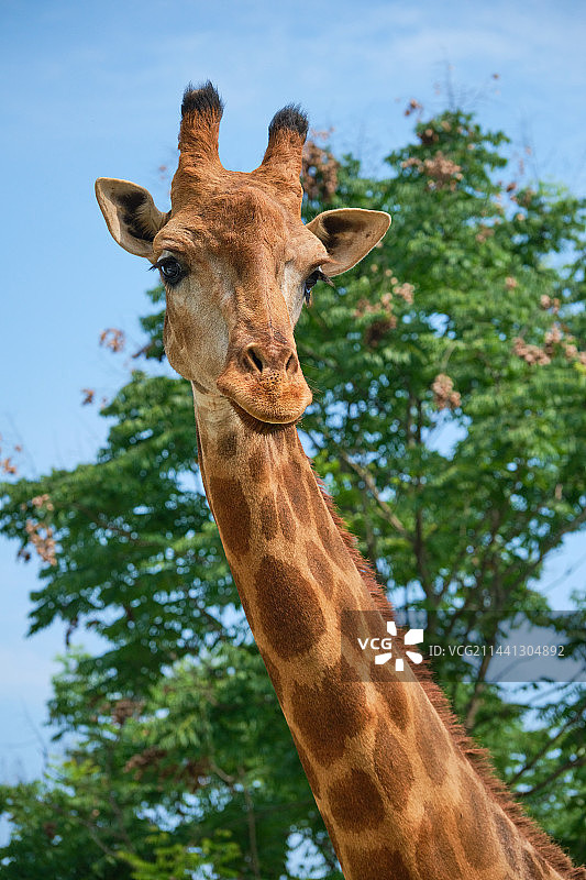 成都非遗博览园鹿森堡庄园长颈鹿图片素材